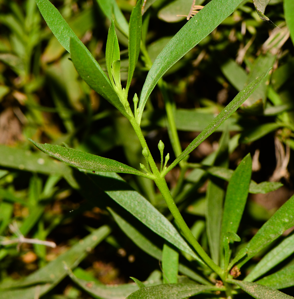 Image of Myoporum parvifolium specimen.