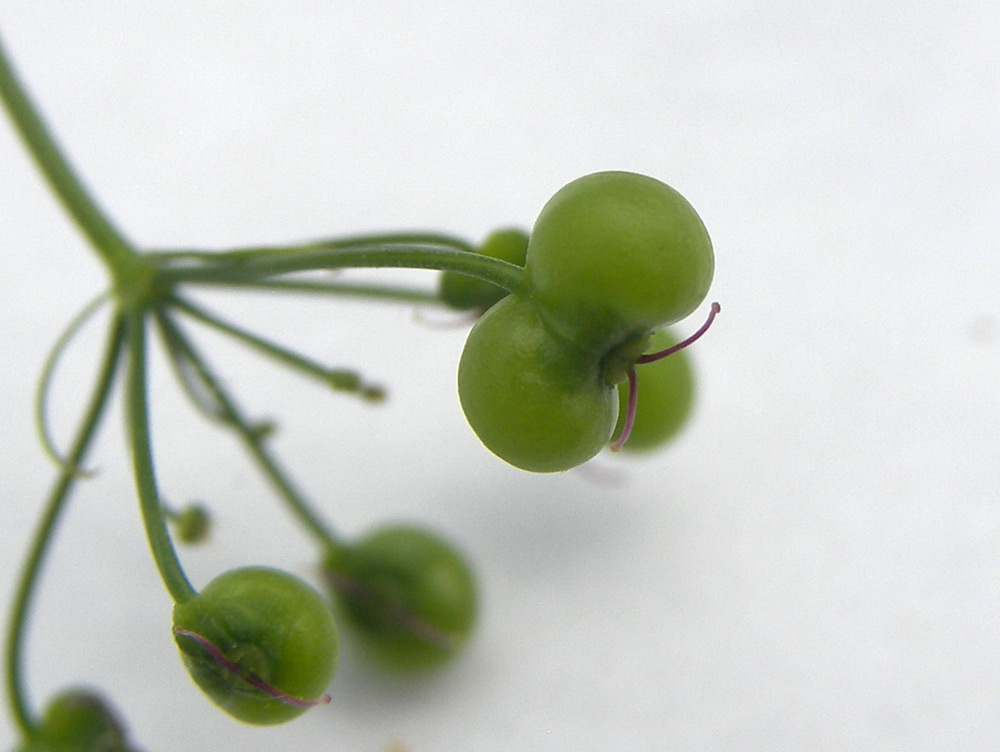 Image of Bifora radians specimen.