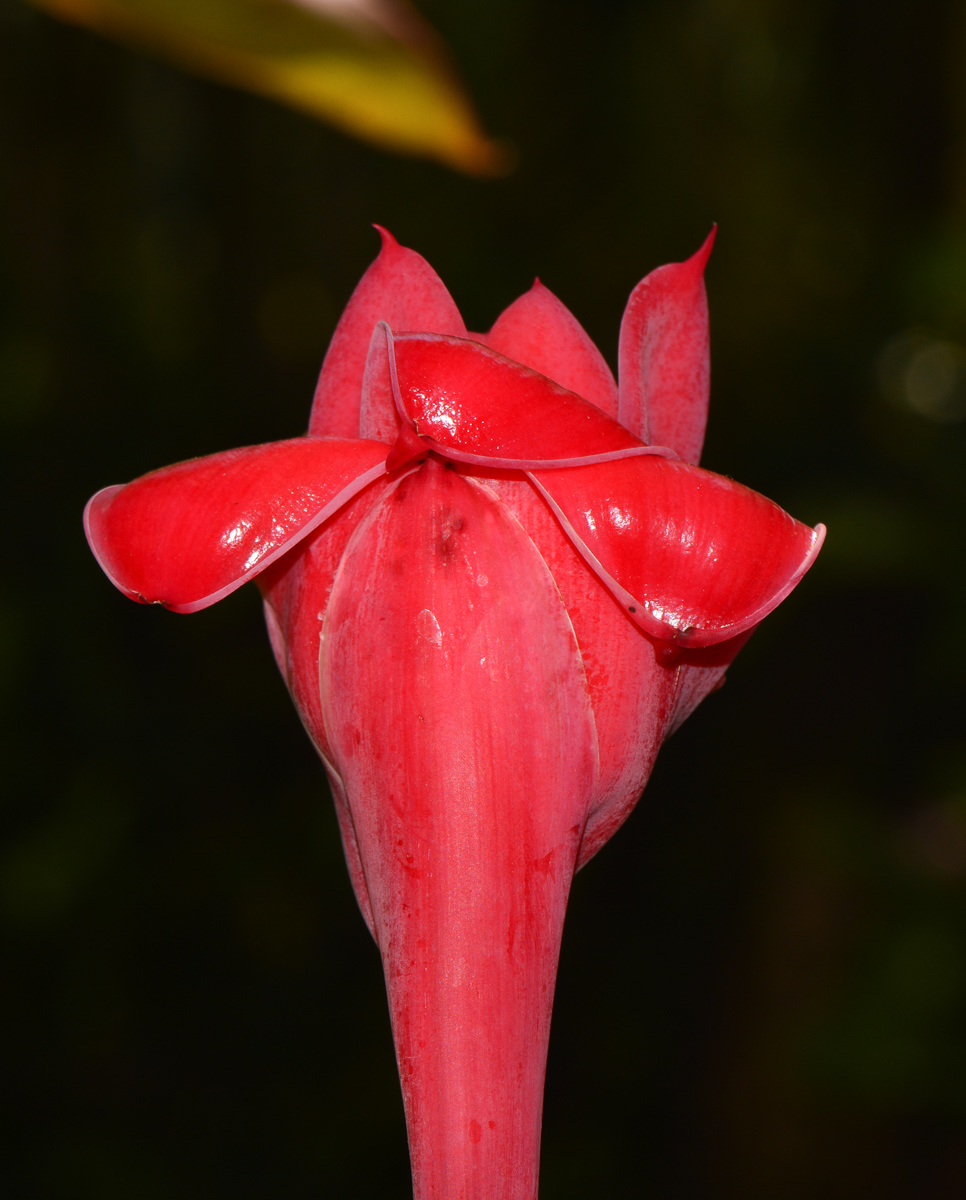 Image of Etlingera elatior specimen.