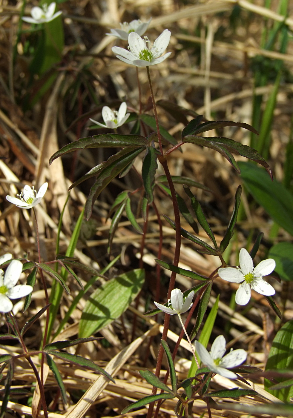 Image of Anemone debilis specimen.