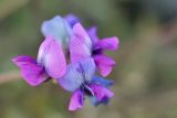 genus Oxytropis