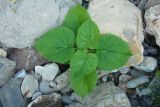 Paulownia tomentosa