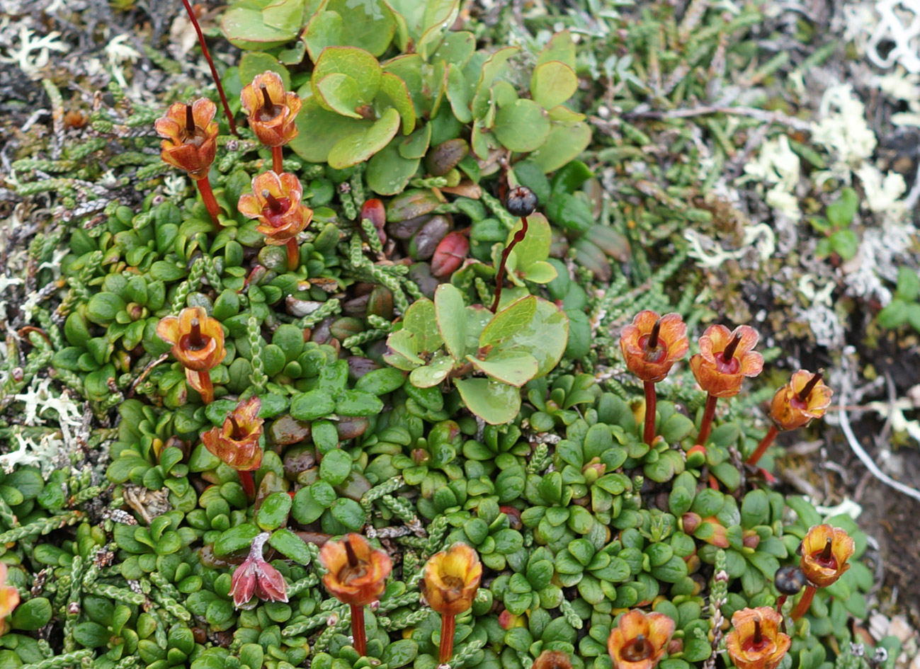 Image of Diapensia obovata specimen.