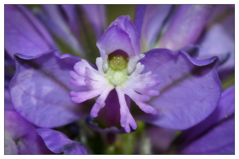 Image of Polygala wolfgangiana specimen.