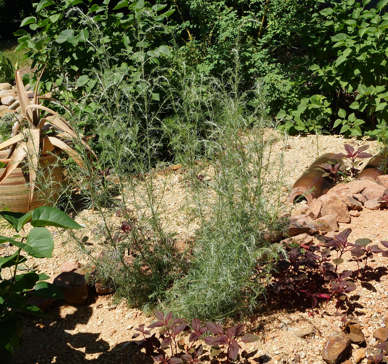 Image of genus Artemisia specimen.