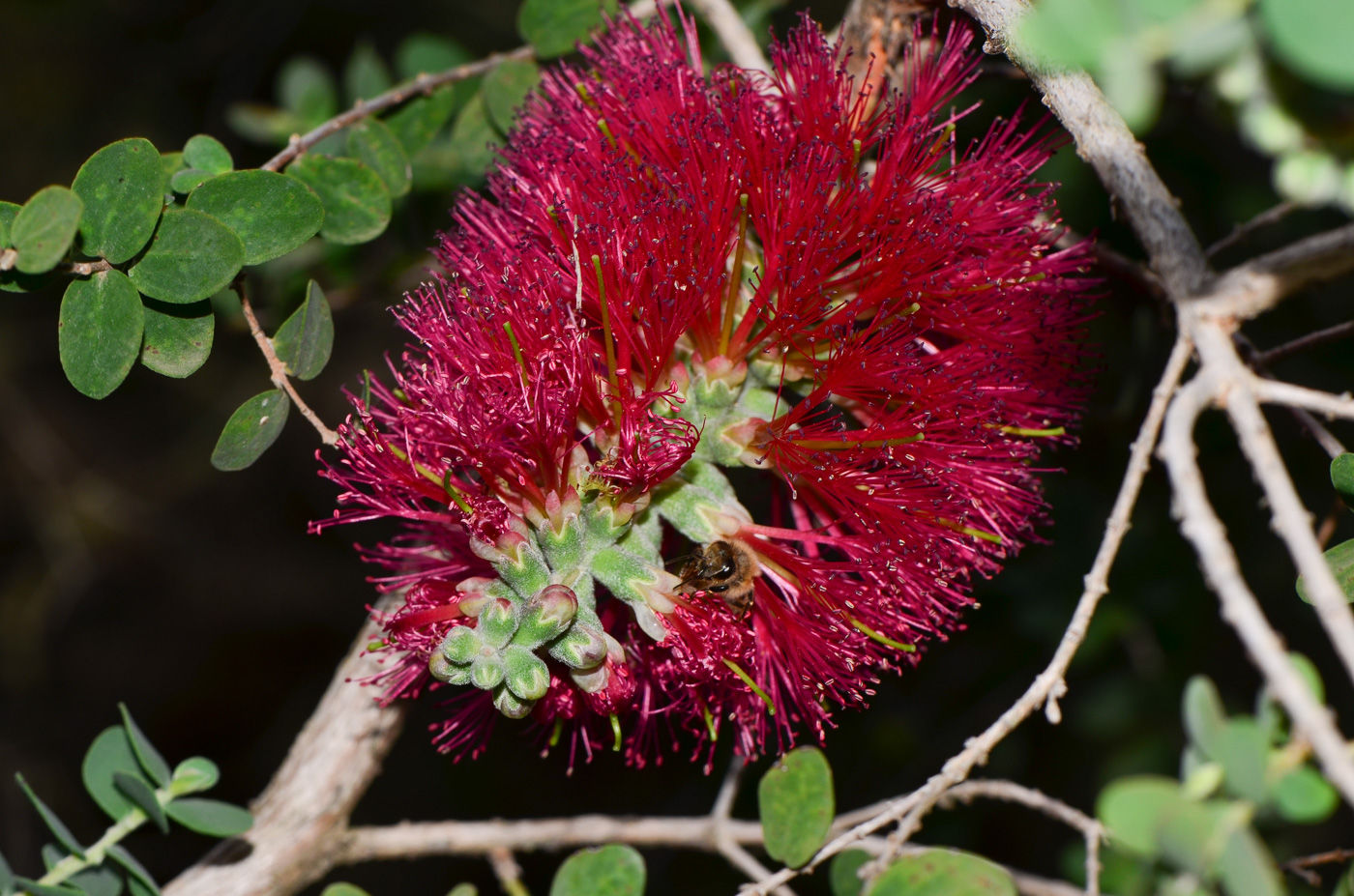 Image of Melaleuca elliptica specimen.