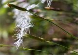 Dianthus arenarius. Верхушки побегов с цветками (вверху - отцветший). Карелия, Заонежье, о. Мегостров, олуговелый песчаный склон на границе галечного пляжа и соснового бора. 26.07.2017.