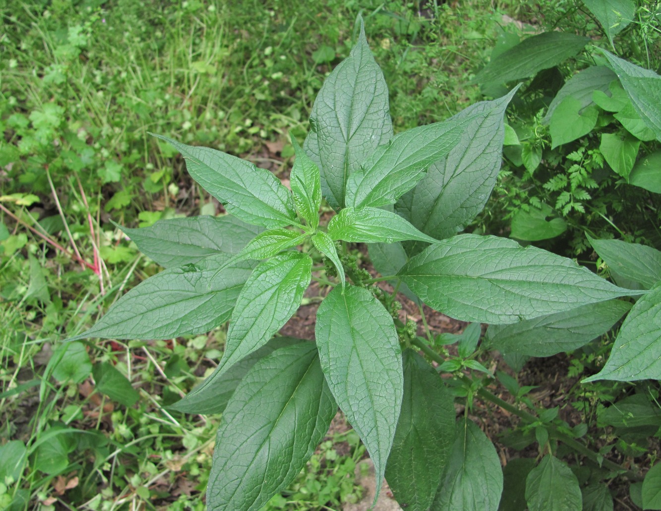 Изображение особи Parietaria officinalis.