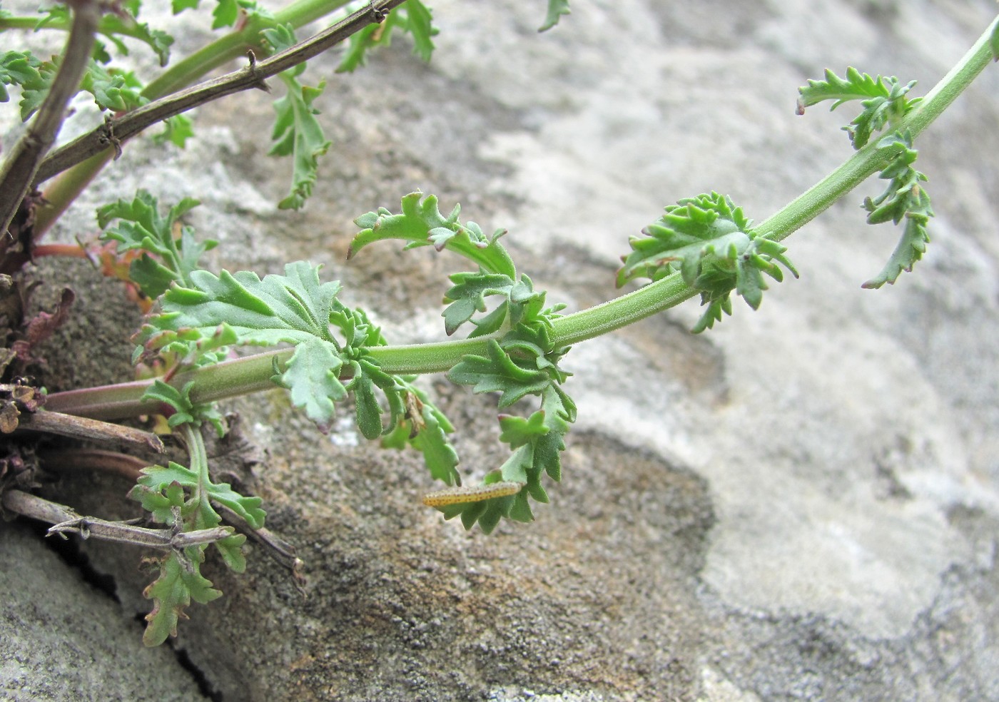 Image of Scrophularia variegata specimen.