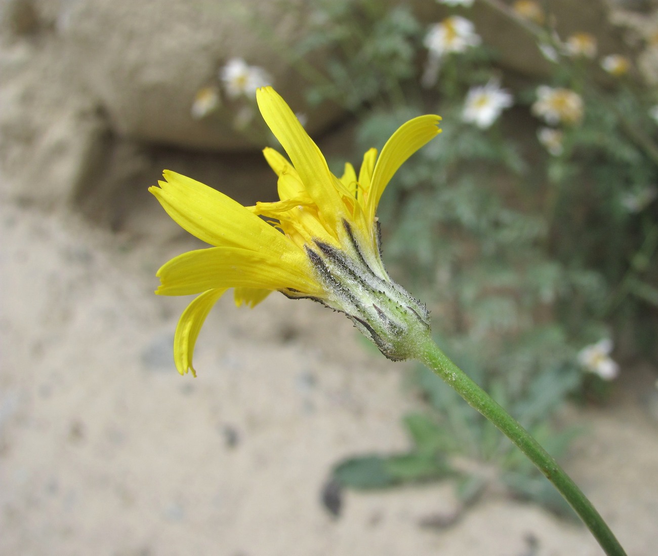 Изображение особи Crepis sonchifolia.