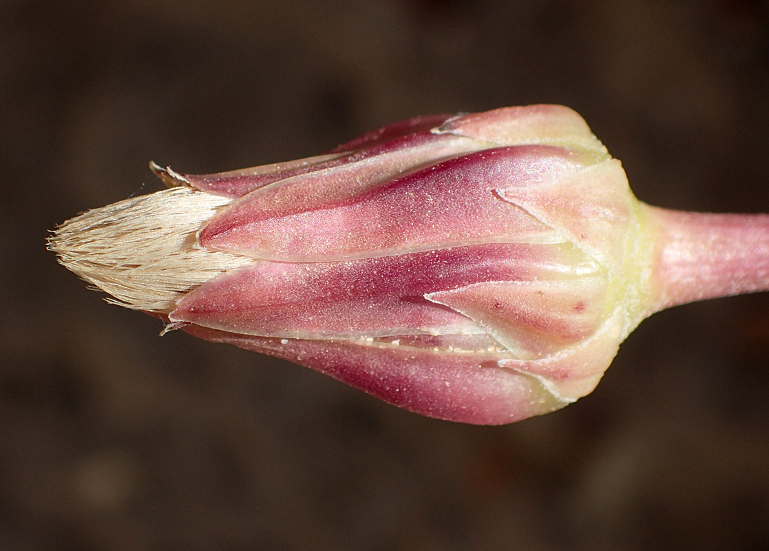 Image of Hyoseris lucida specimen.