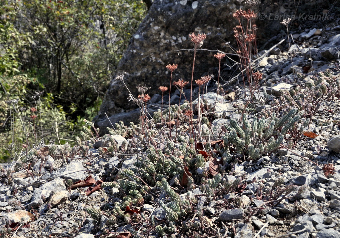 Image of Sedum reflexum specimen.