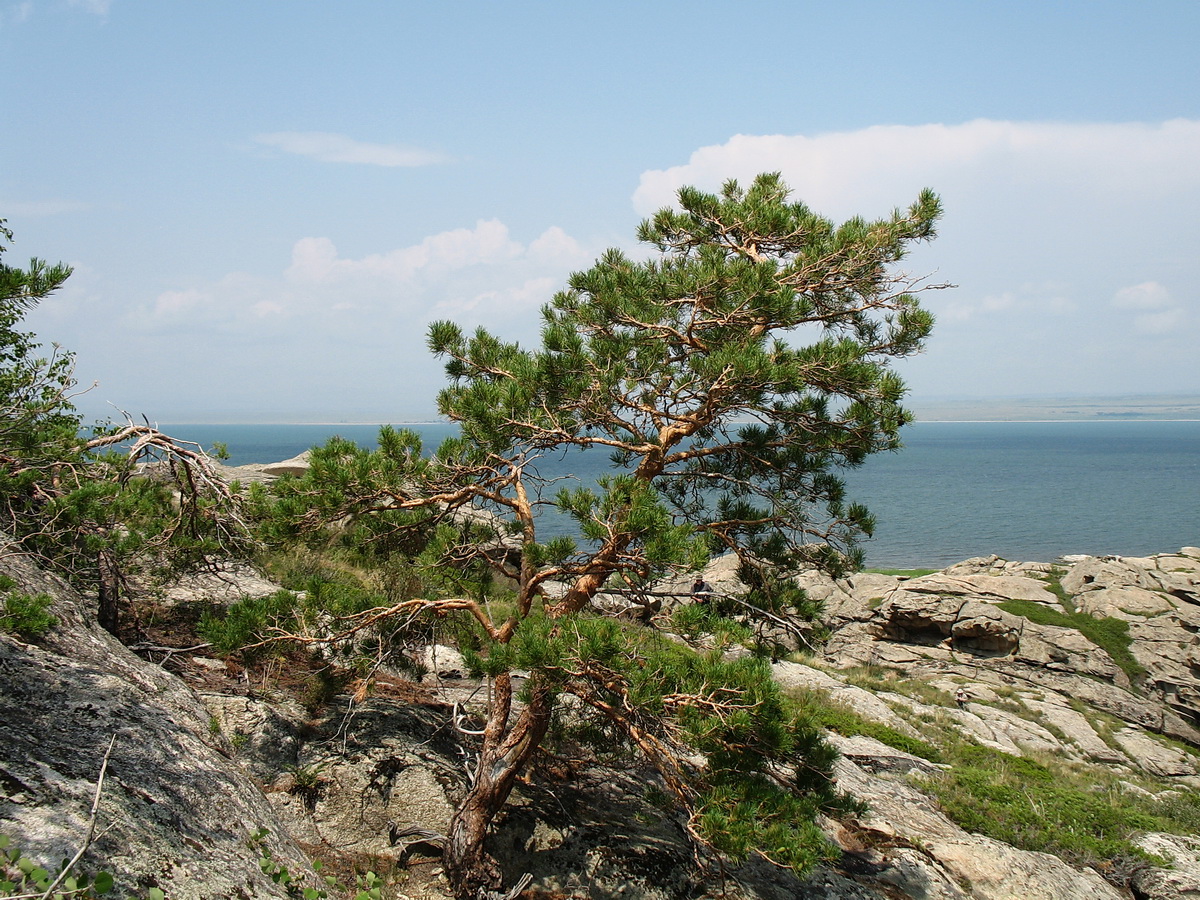 Изображение особи Pinus sylvestris.