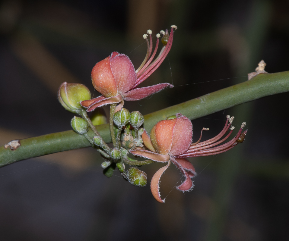 Image of Capparis decidua specimen.