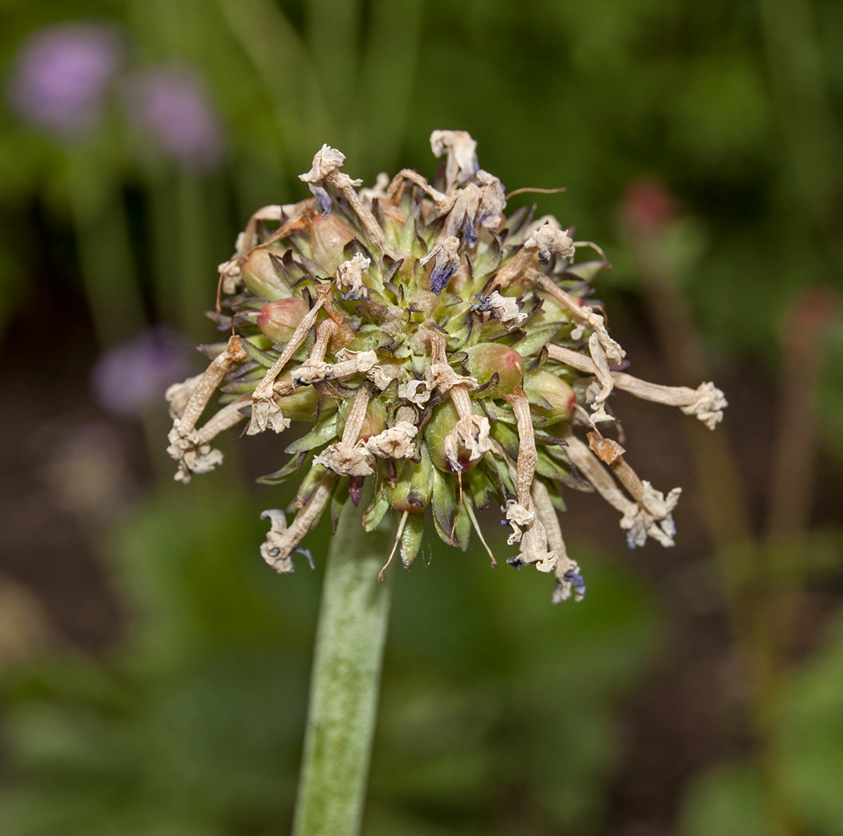 Image of Primula denticulata specimen.