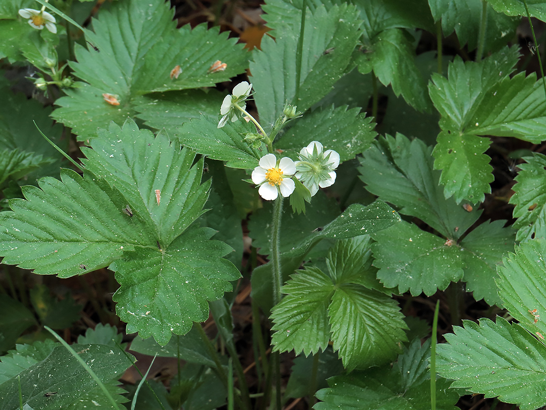 Image of Fragaria vesca specimen.