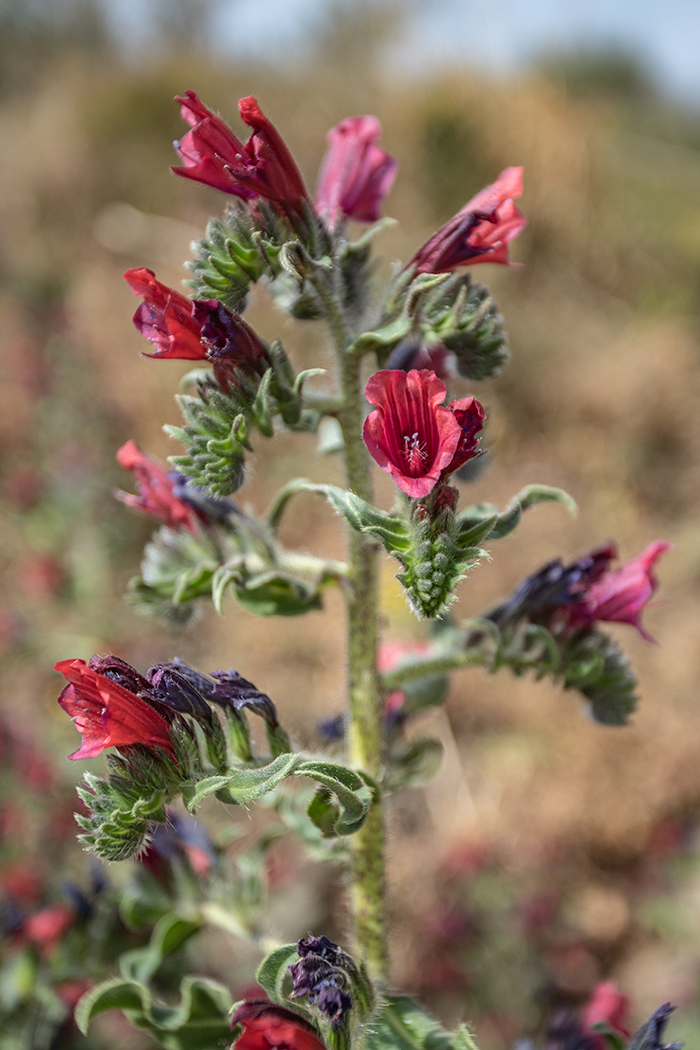 Изображение особи Echium creticum.