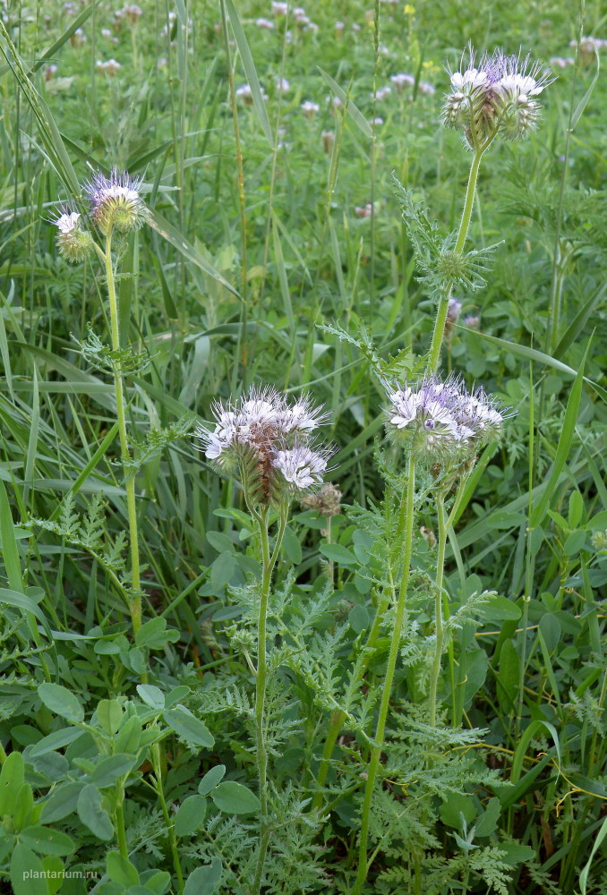 Изображение особи Phacelia tanacetifolia.