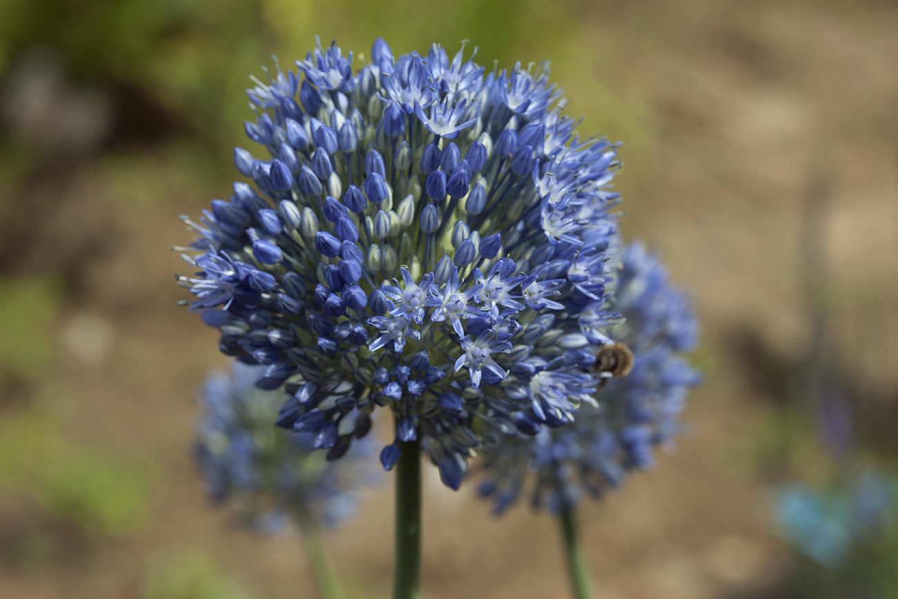 Image of Allium caeruleum specimen.