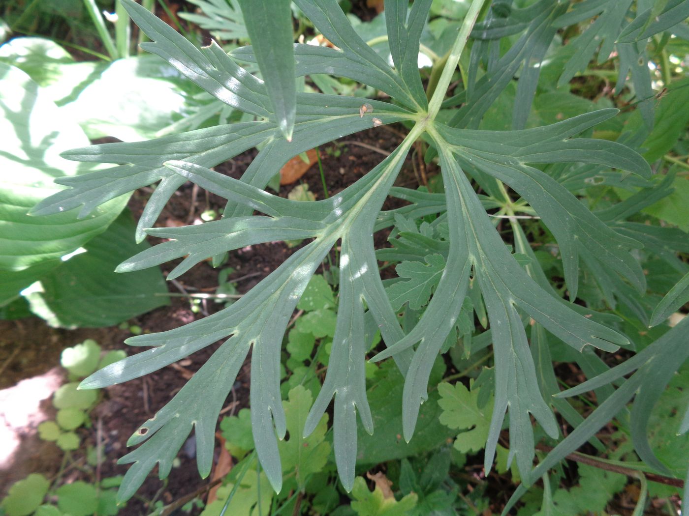 Image of Aconitum napellus specimen.