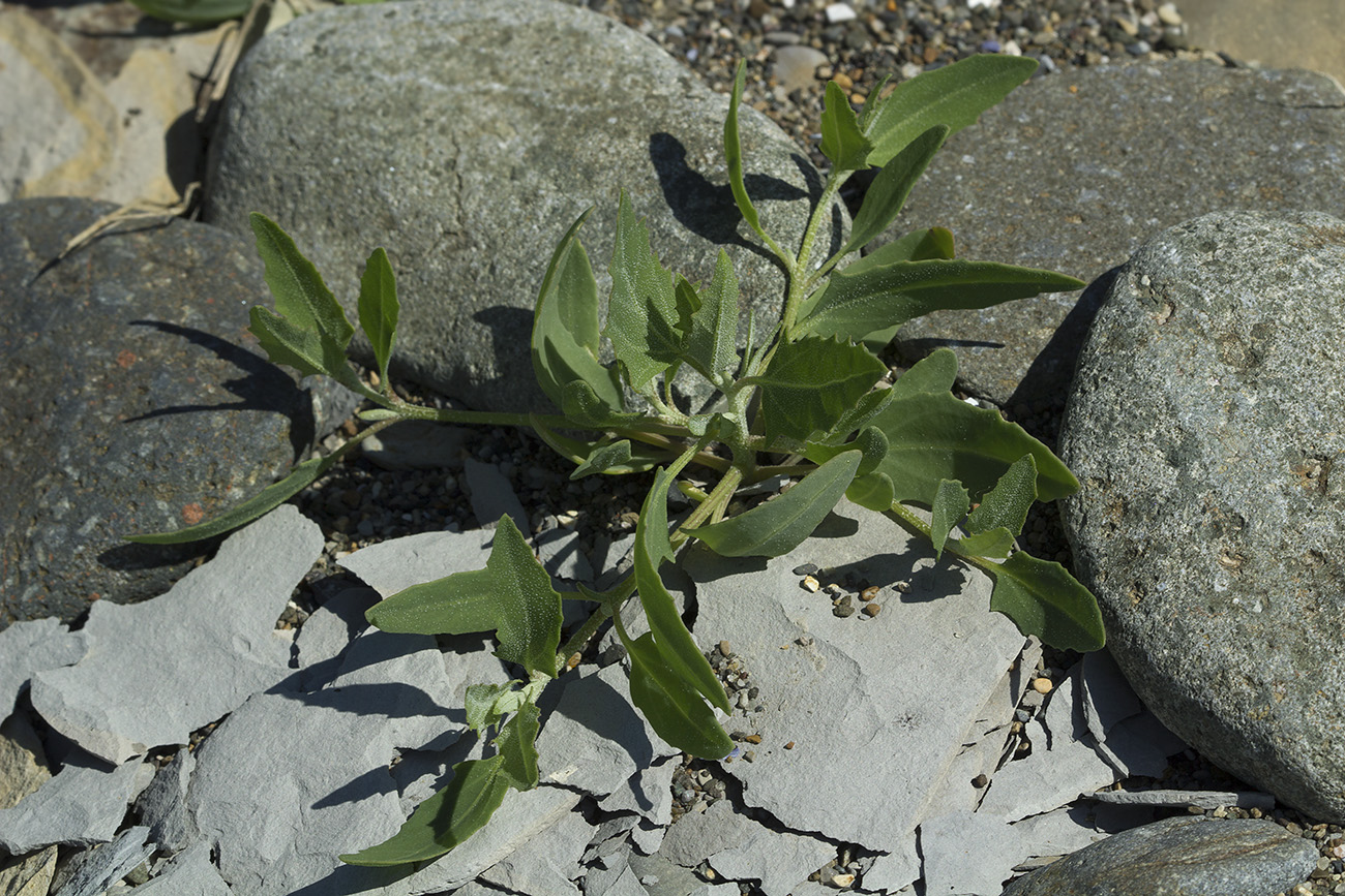 Image of Atriplex gmelinii specimen.