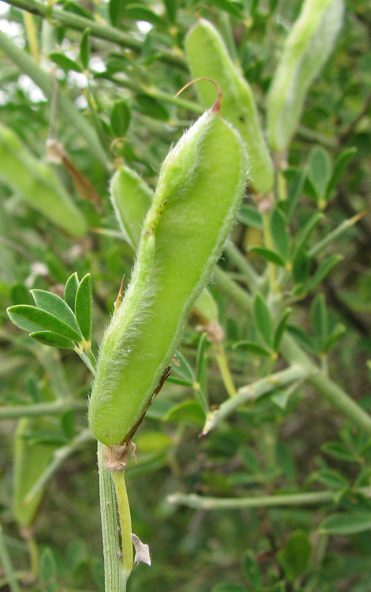 Image of Calicotome villosa specimen.