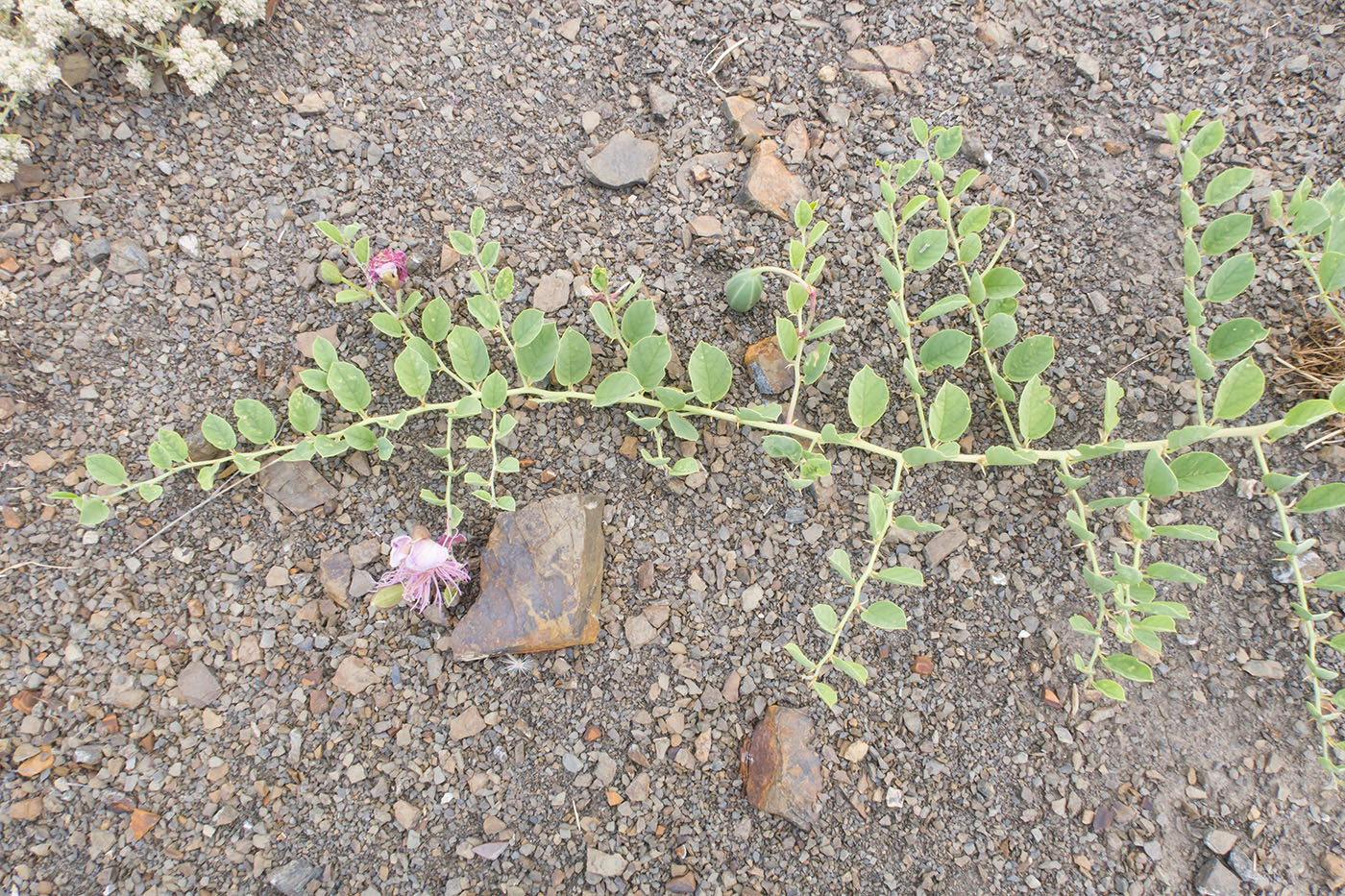 Изображение особи Capparis herbacea.