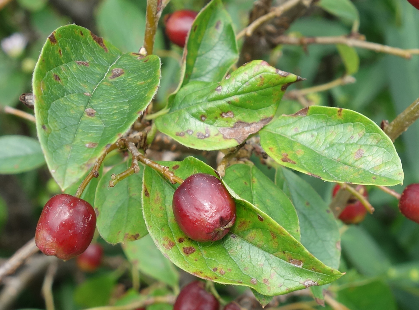 Image of genus Cotoneaster specimen.