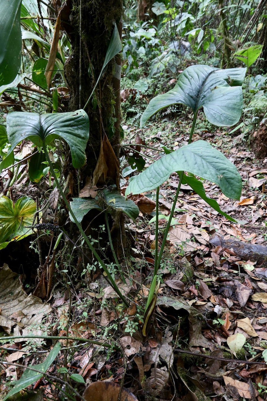 Image of Anthurium oxybelium specimen.