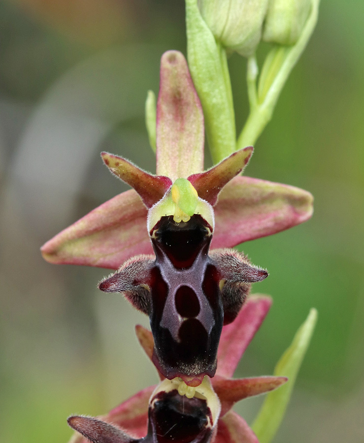 Изображение особи Ophrys &times; aghemanii.