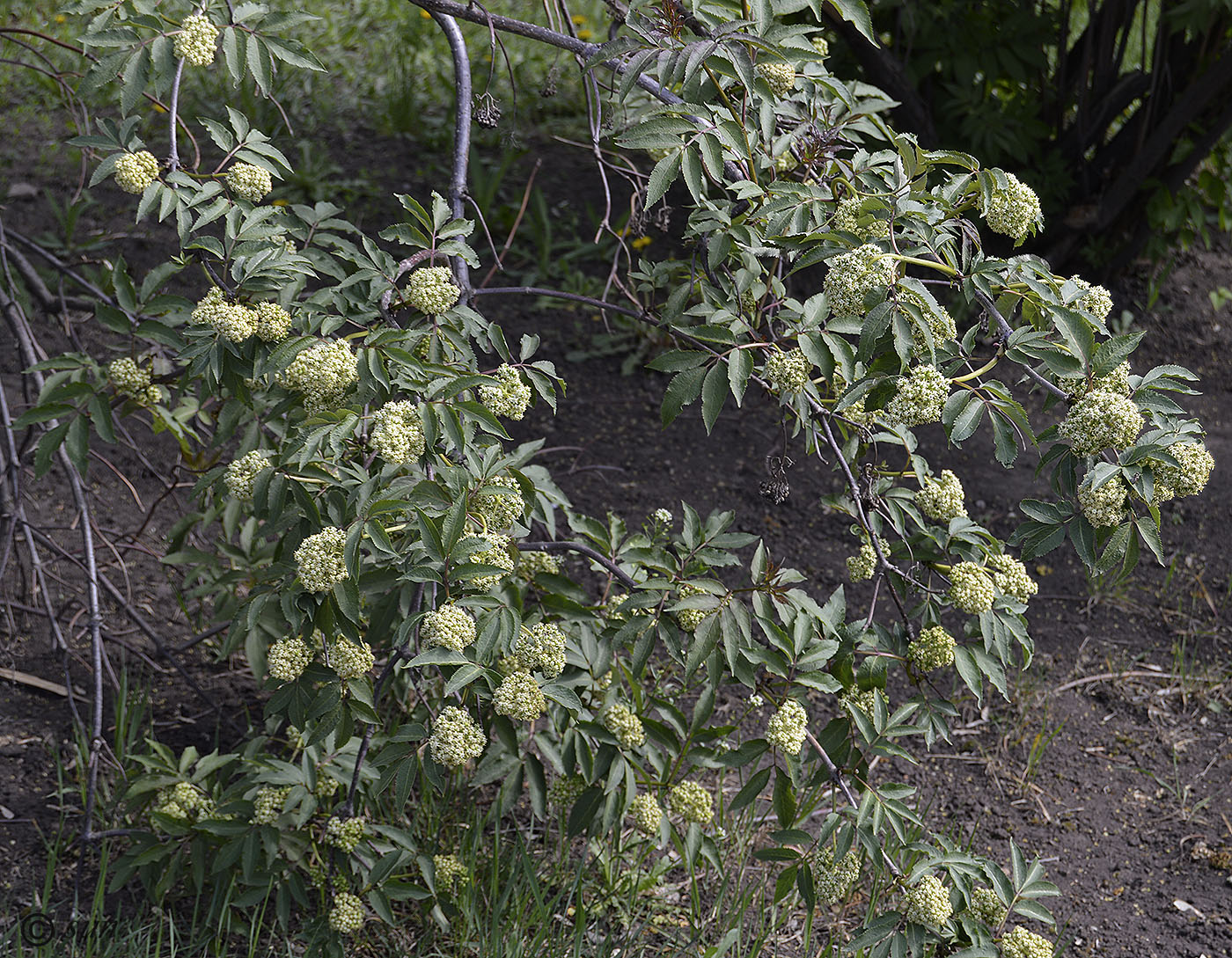 Изображение особи Sambucus racemosa.