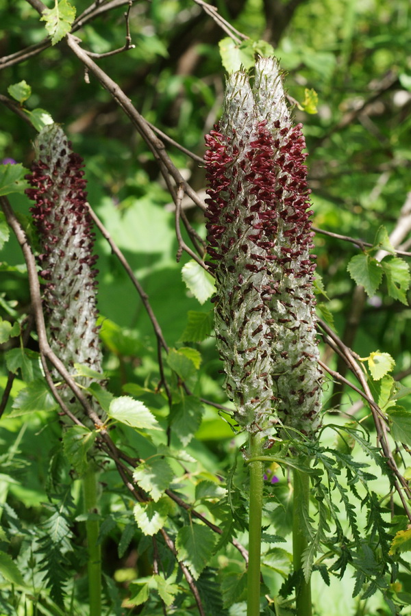 Image of Pedicularis atropurpurea specimen.