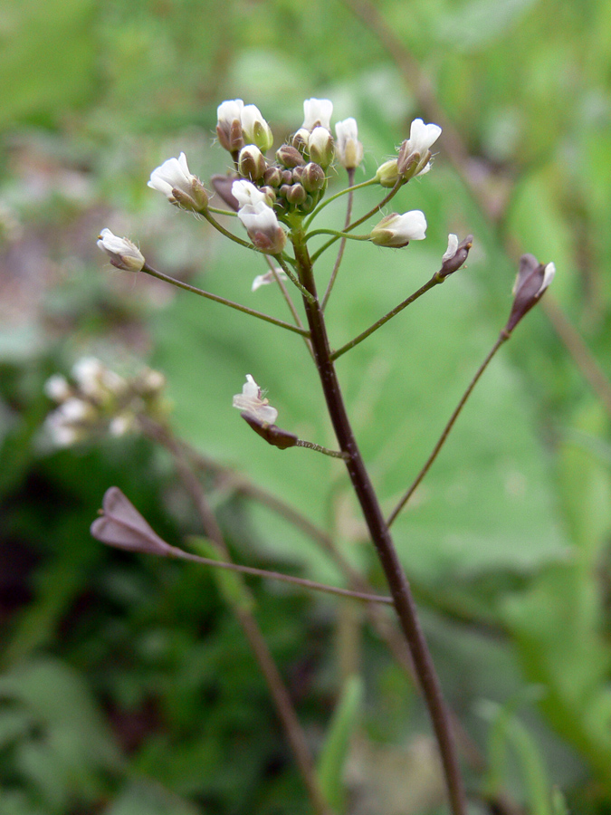 Image of Capsella bursa-pastoris specimen.