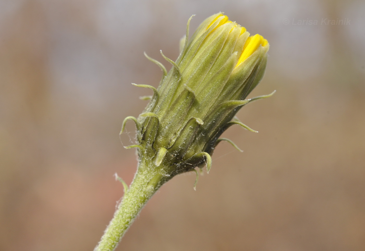 Изображение особи род Hieracium.