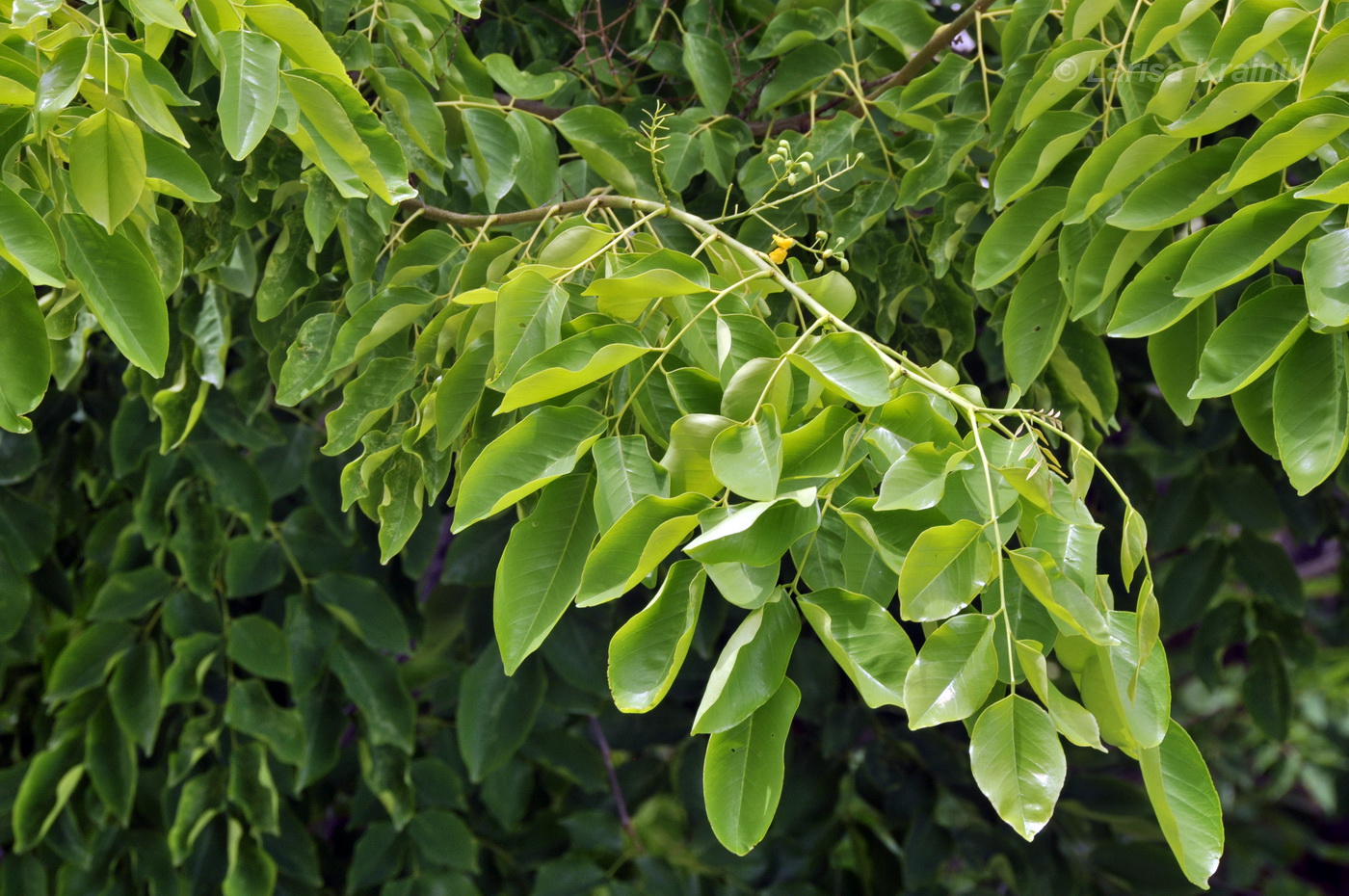 Image of familia Fabaceae specimen.