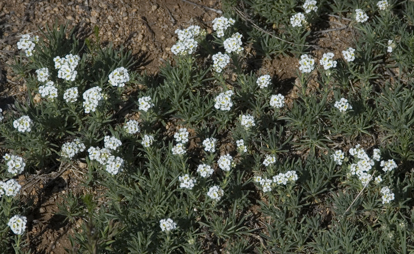 Image of Ptilotrichum tenuifolium specimen.