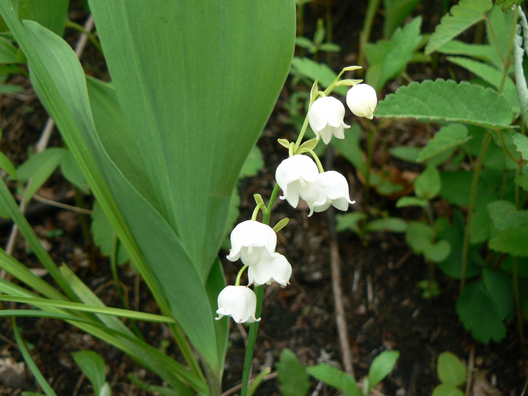 Изображение особи Convallaria keiskei.