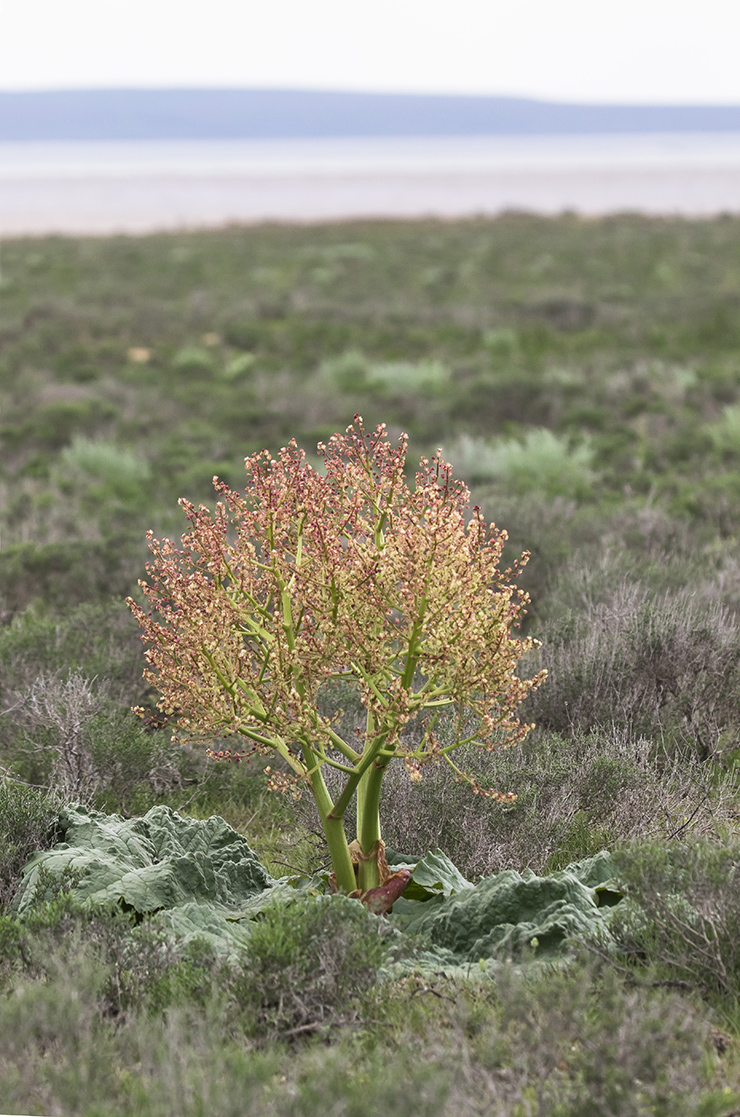 Image of Rheum tataricum specimen.