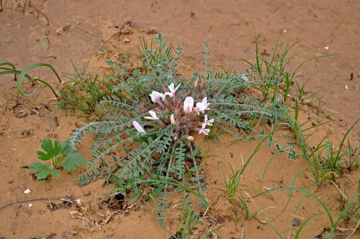 Image of Astragalus dolichophyllus specimen.