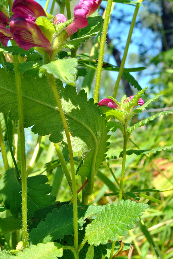 Image of Pedicularis resupinata specimen.