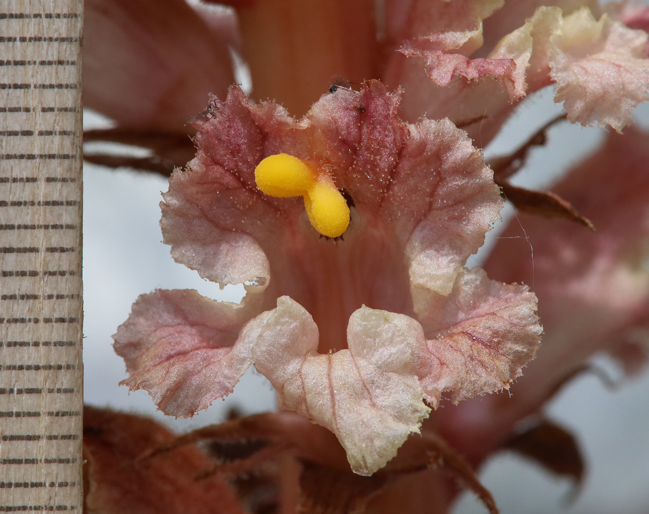 Image of Orobanche kurdica specimen.