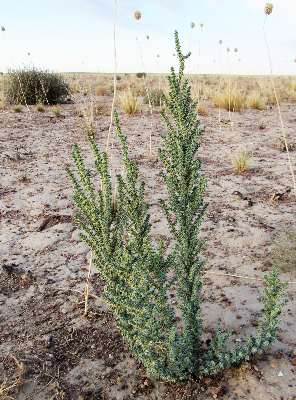 Image of Halogeton glomeratus specimen.