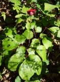 Paeonia obovata