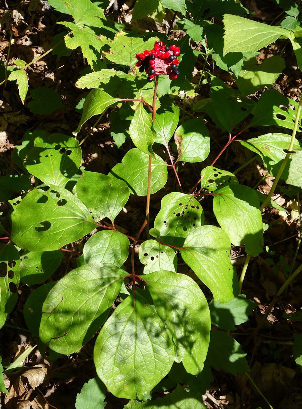 Image of Paeonia obovata specimen.