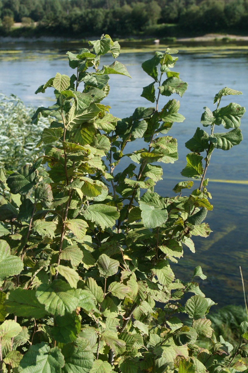 Изображение особи Corylus avellana.