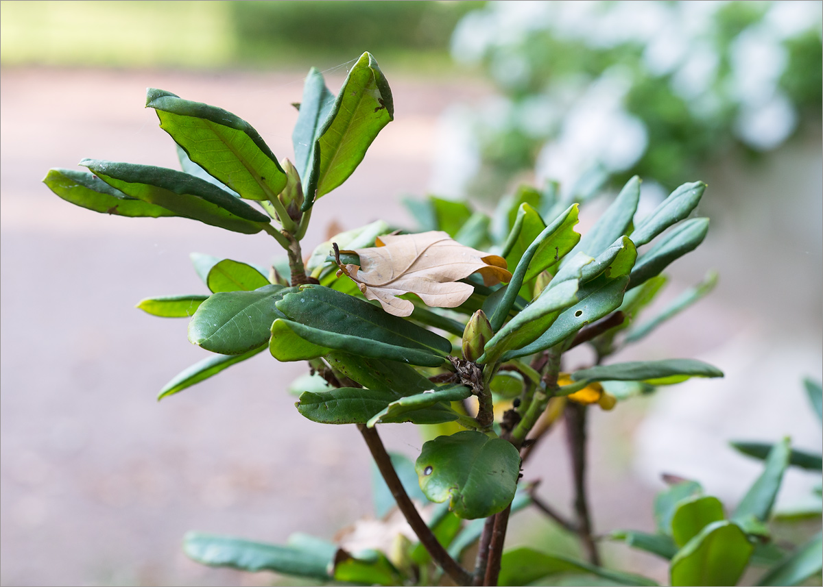 Image of genus Rhododendron specimen.