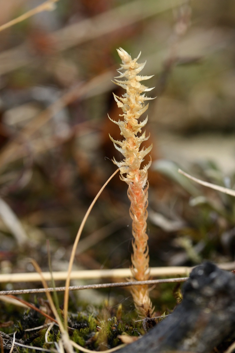 Изображение особи Selaginella selaginoides.