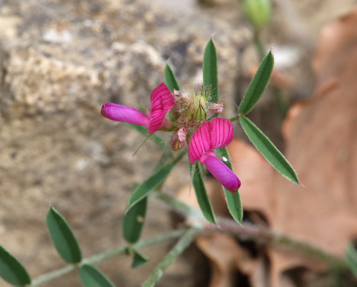 Image of Onobrychis dielsii specimen.