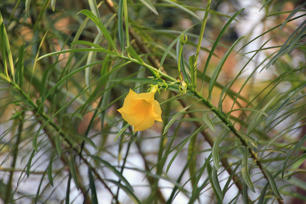 Image of Thevetia peruviana specimen.