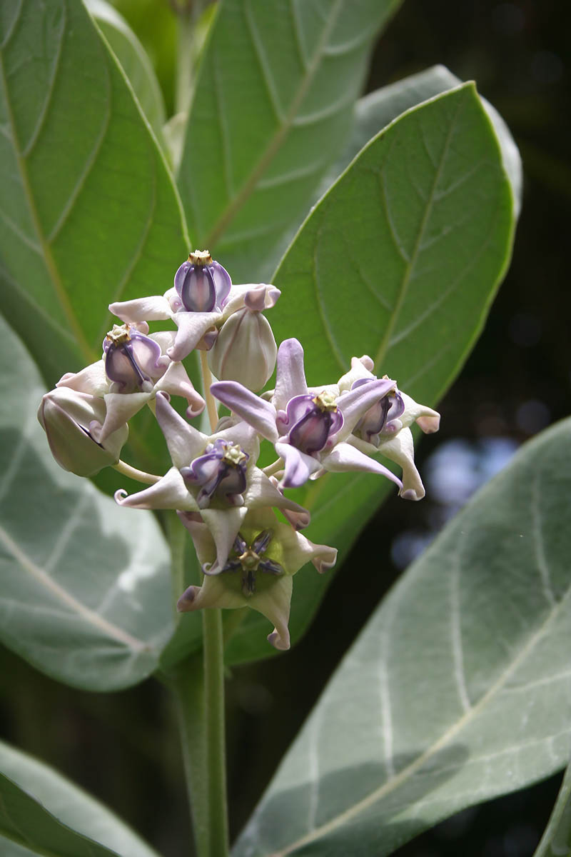 Image of Calotropis gigantea specimen.